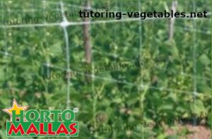 hortomallas support net installed on cropfield