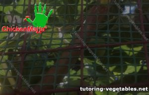 Plants with hardware mesh 