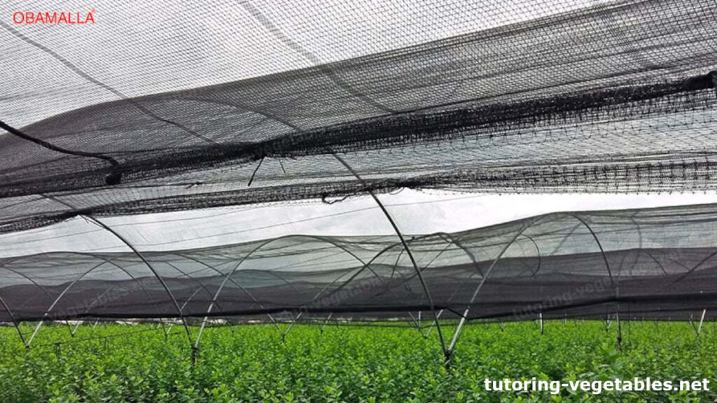 shade mesh as crop protection