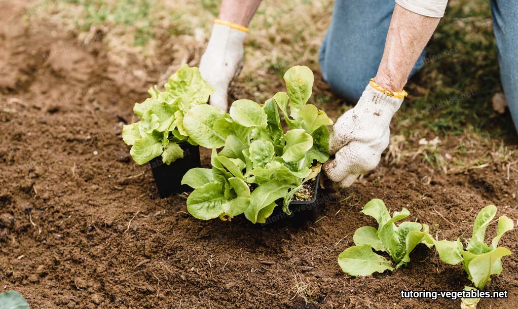 vegetable crops